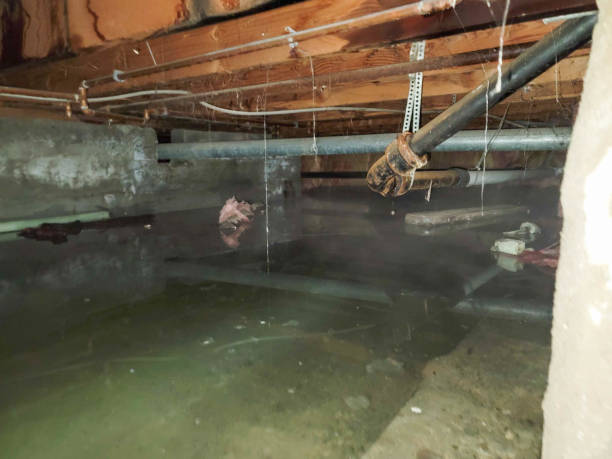Best Flood restoration services  in Kemp Mill, MD